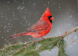 Cardinal