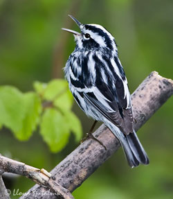 Bird on a branch