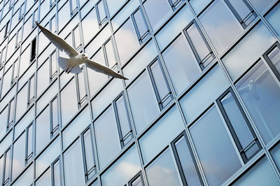 Seagull flying near skyscraper